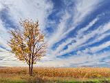 Cornfield Tree_17172-3